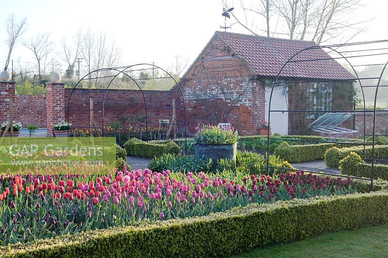Tulips in formal cutting garden, varieties include Tulipa 'Jan Reus', T. 'Barcelona', T. 'Coleur Cardinale'. Potting shed in the background - Ulting Wick, Essex NGS UK