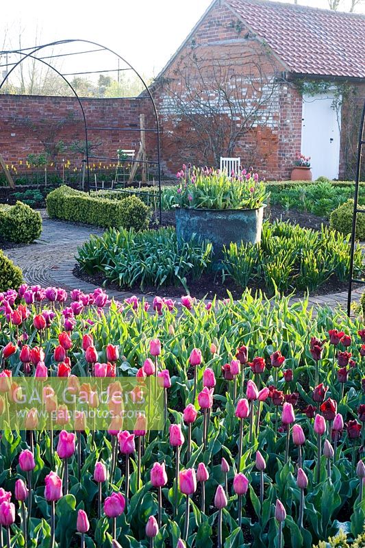 Tulips in formal cutting garden, varieties inc Tulipa 'Jan Reus', T. 'Barcelona', T. 'Coleur Cardinale', with potting shed - Ulting Wick, Essex NGS UK