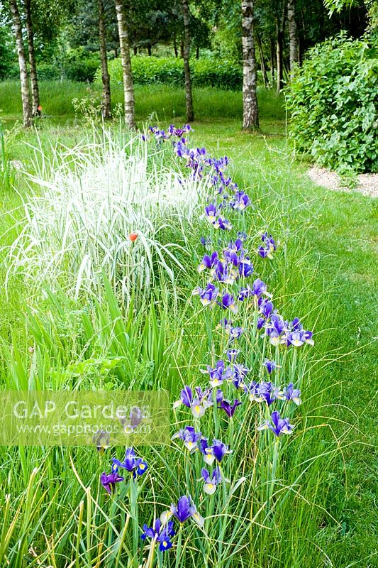 Iris 'Hildegarde' naturalised in grass. Please credit Wickets, Essex, NGS