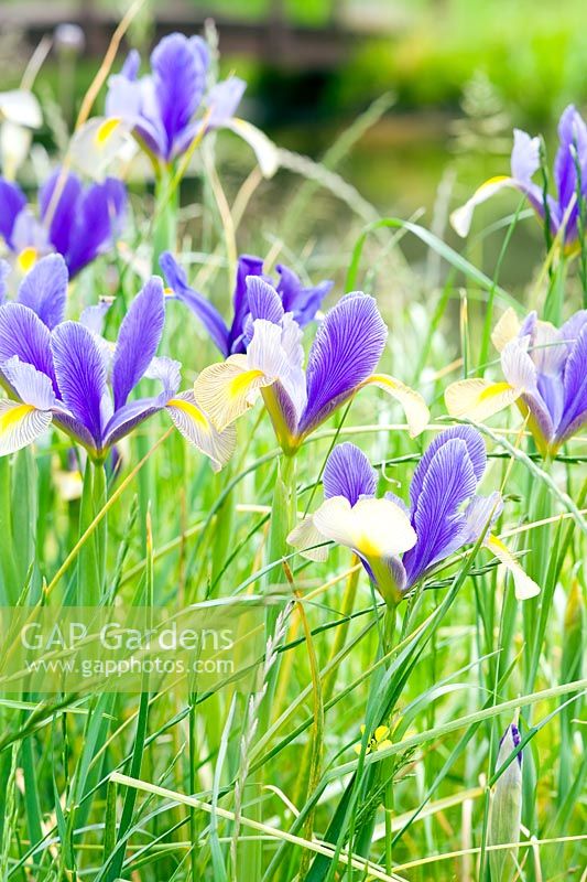 Iris 'Hildegarde' naturalised in grass by pond - Wickets, Essex NGS