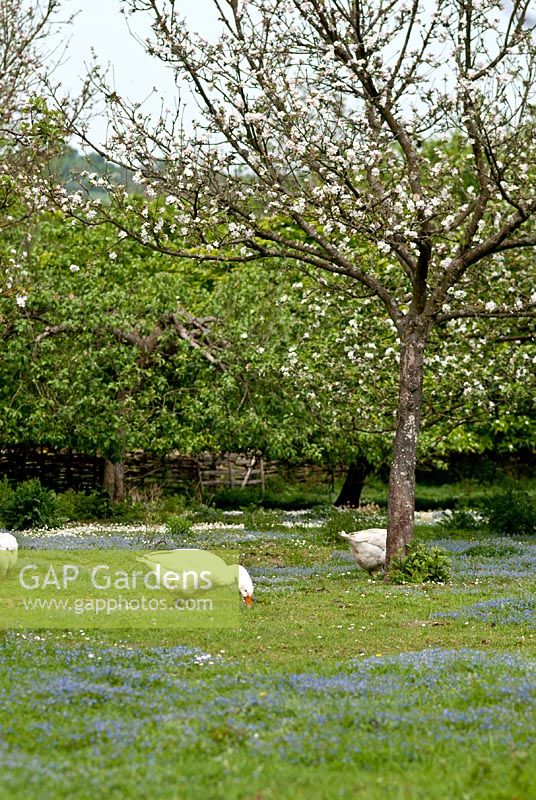 Geese in medieval orchard