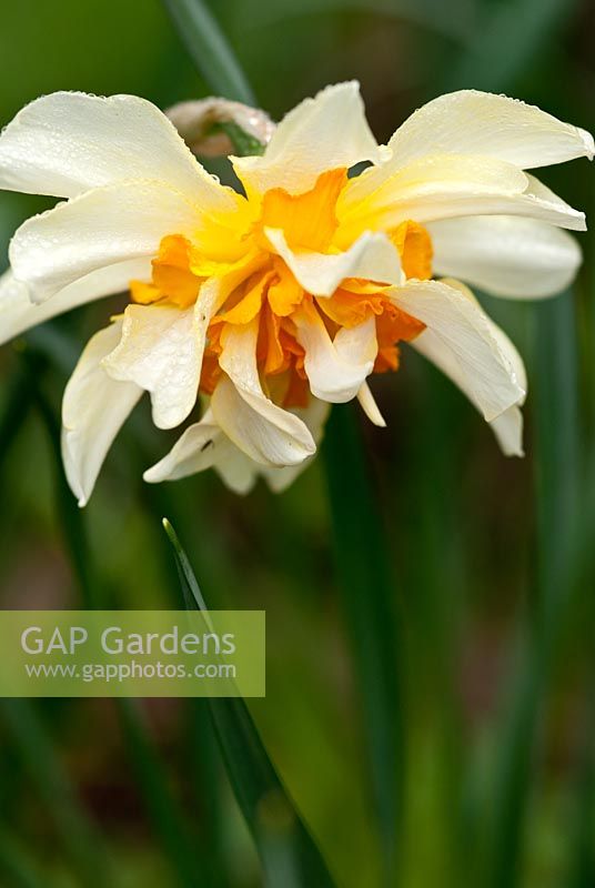 Narcissus 'Orange Phoenix'