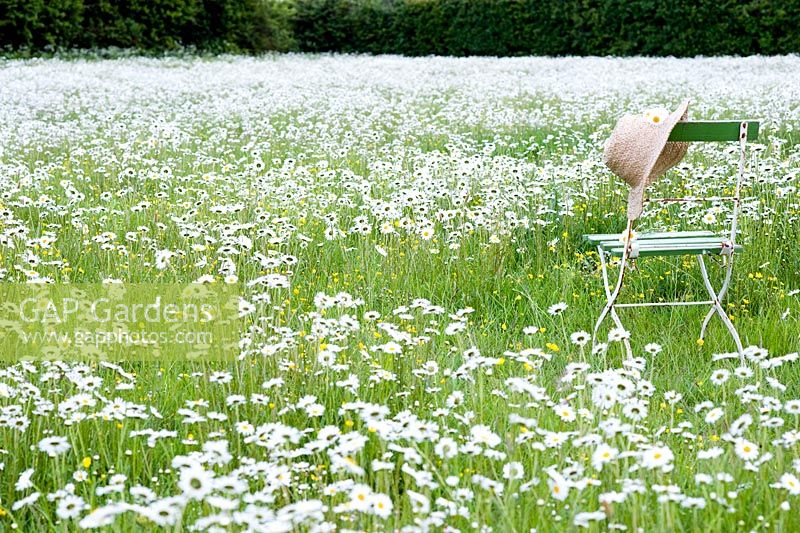 Leucanthemum vulgare - Ox Eye Daisy meadow with chair and hat
