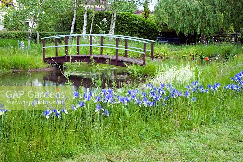Iris 'Hildegarde' naturalised in grass by pond and bridge - Wickets, Essex NGS