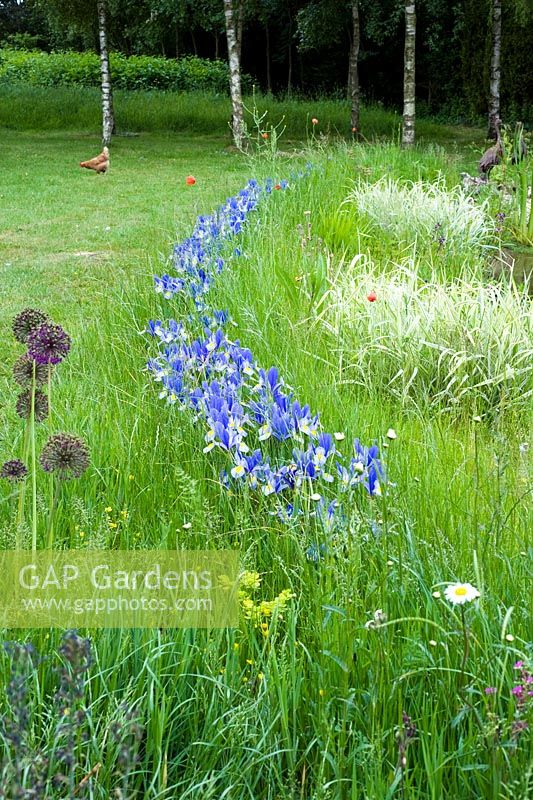 Iris 'Hildegarde' naturalised in grass - Wickets,Essex NGS