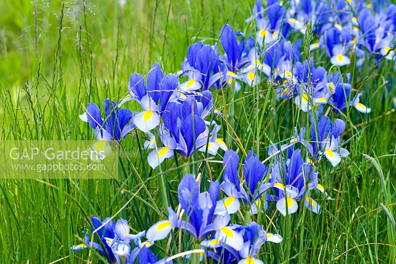 Iris 'Hildegarde' naturalised in grass - Wickets, Essex NGS