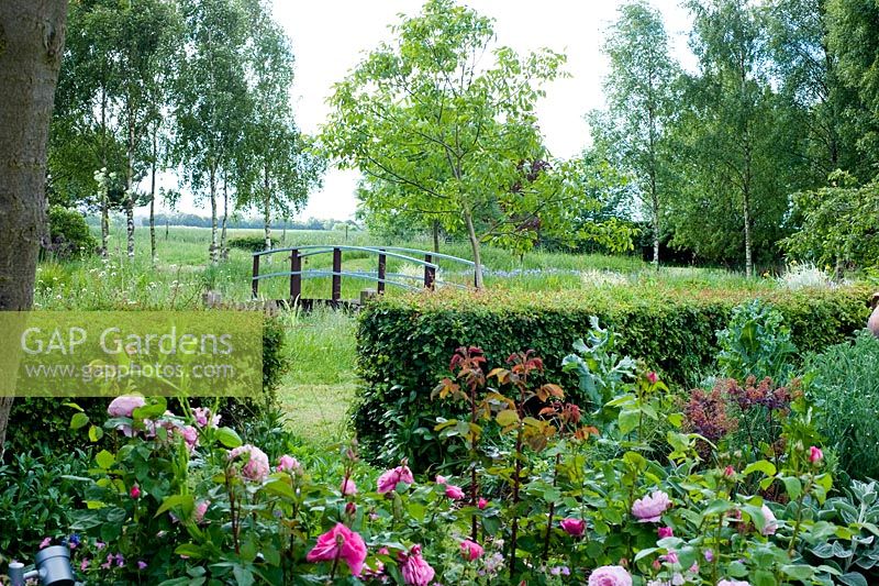 Border with Rosa - Roses and hedge overlooking pond with bridge - Wickets, Essex NGS