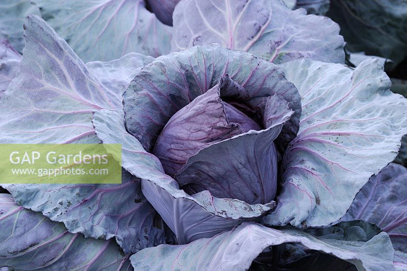 Brassica Cabbage 'Red Drumhead'