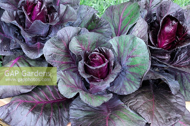 Brassica - Cabbage 'Kalibos'