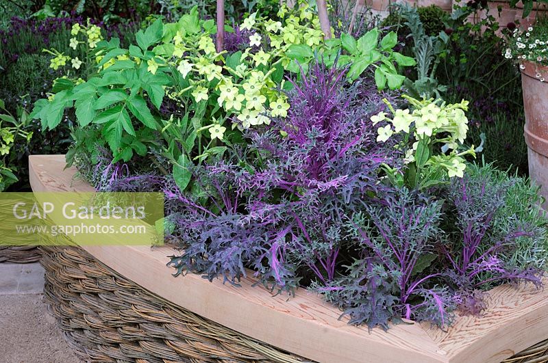 Ornamental Cabbage and Nicotiana growing in raised bed made with woven willow and cedar wood coping. The M and G Garden, Silver gilt Medal Winner - RHS Chelsea Flower Show 2011