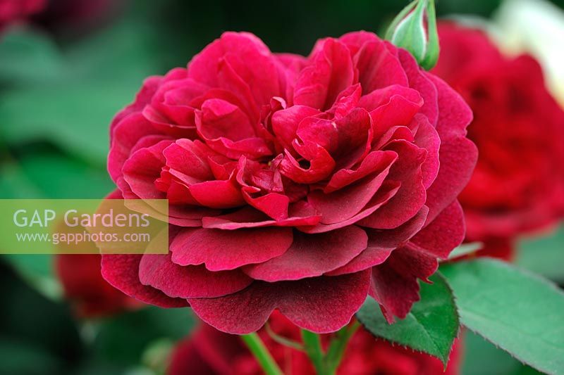 Rosa 'Darcey Bussell' - Old English Rose