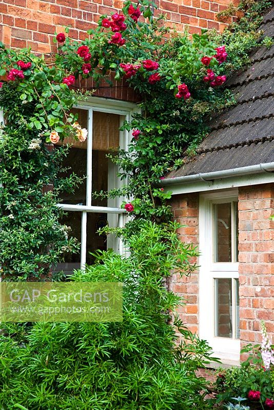 Red Rosa climbing up side of house  - Holbeach Hurn, Lincolnshire, UK, June 