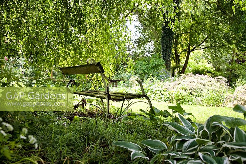 Wooden bench in the shade of a tree. Hostas in foreground - Holbeach Hurn, Lincolnshire, UK, June 
