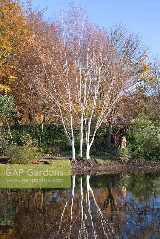 Betula utilis 'Jacquemontii'- Silver birch trees in lake at Chippenham Park, Cambridgeshire in November. Open with the NGS 