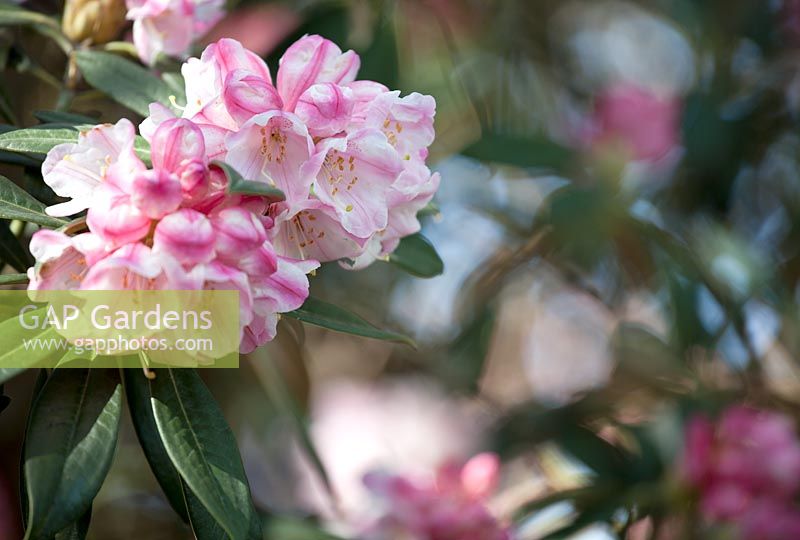 Rhododendron insigne
