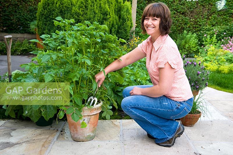 Woman harvesting new potatoes from a teracotta pot on her patio using stainless steel hand fork