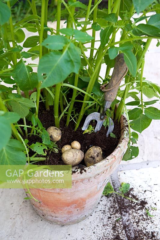 Harvesting new potatoes from a teracotta pot on a patio using stainless steel hand fork