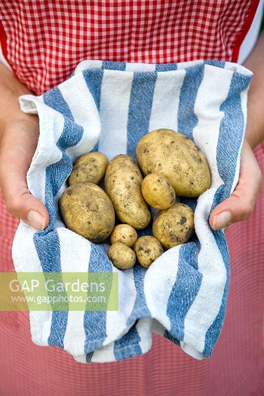 Woman holding a handful of freshly harvested new potatoes in a blue and white tea towel