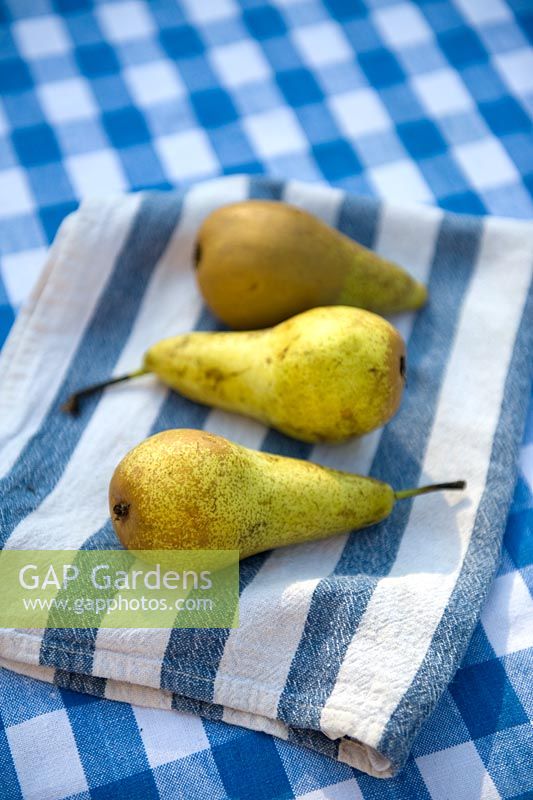 Harvested conference pears on a table with gingham tablecloth in blue 