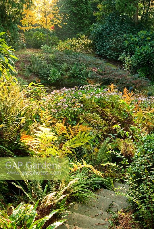The Dell, originally dug as a source of brick, clay and flints, the pond is surrounded by ferns, hostas, and shrubs including hydrangeas, cotoneaster and choisya. Larmer Tree Gardens, Tollard Royal, Salisbury, Wilts, UK