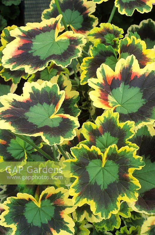 Pelargonium 'Mrs. Pollock' - Zonal Geranium 