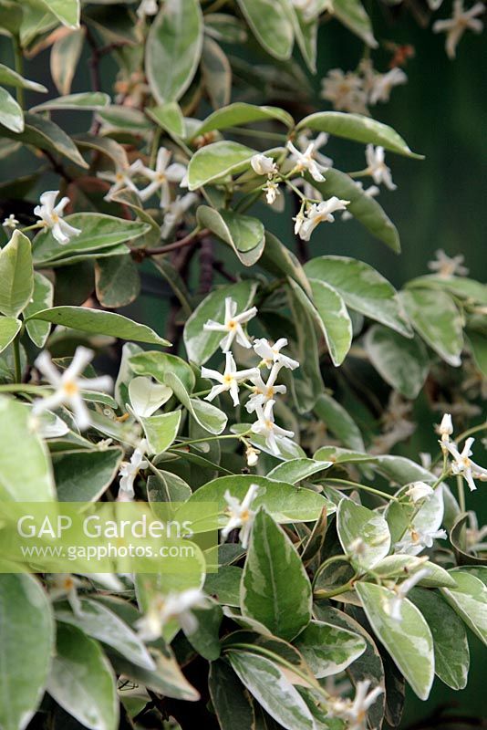 Trachelospermum jasminoides 'Variegatum' AGM is a highly scented climber