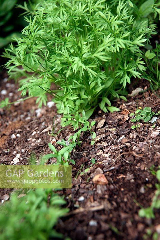 Coriandrum sativum - Coriander 'Santo' - uneven germination caused by covering seed too deeply