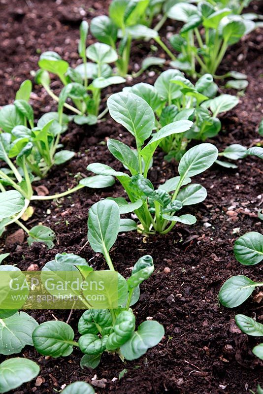 Brassica pekinensis - Chinese Leaf 'Pe Tsai' - grown in plugs and then lined out