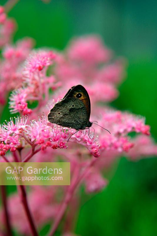 Maniola jurtina  - Meadow Brown Butterfly, feeding on Rodgersia 'Roter Kaiser'