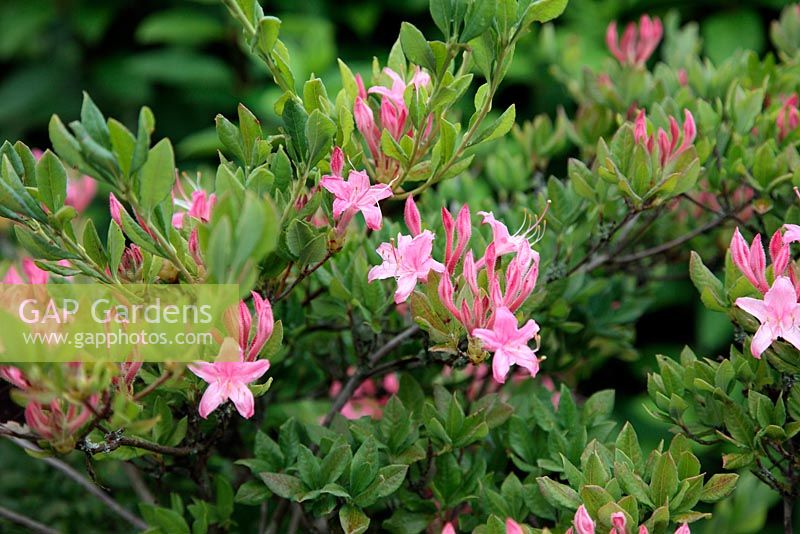 Rhododendron viscosum f. rhodanthum