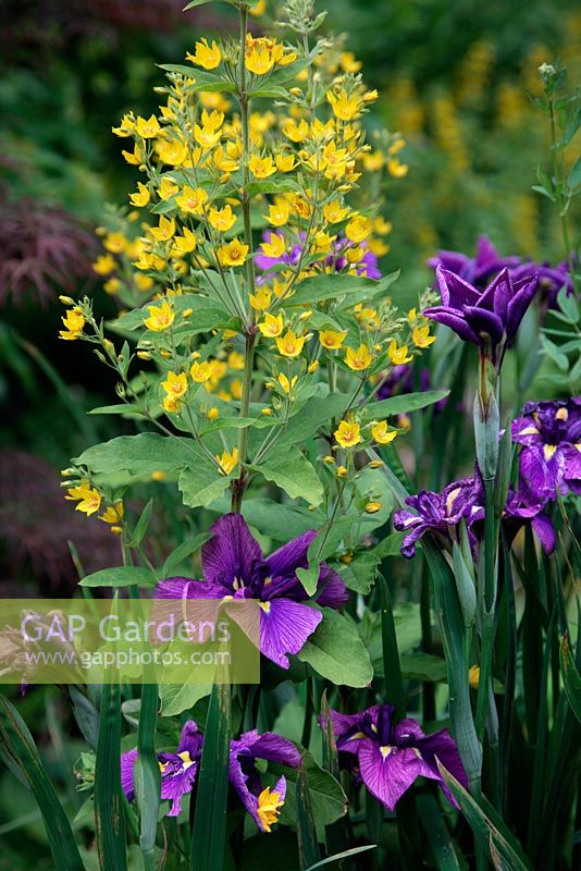 Iris ensata 'Katy Mendez' AGM with Lysimachia vulgaris - Yellow Loosestrife