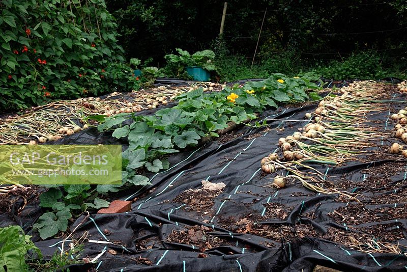 Winter Squash growing over mypex covered ground currently being used to dry Garlic and Onion 'Shenshyu Yellow'
