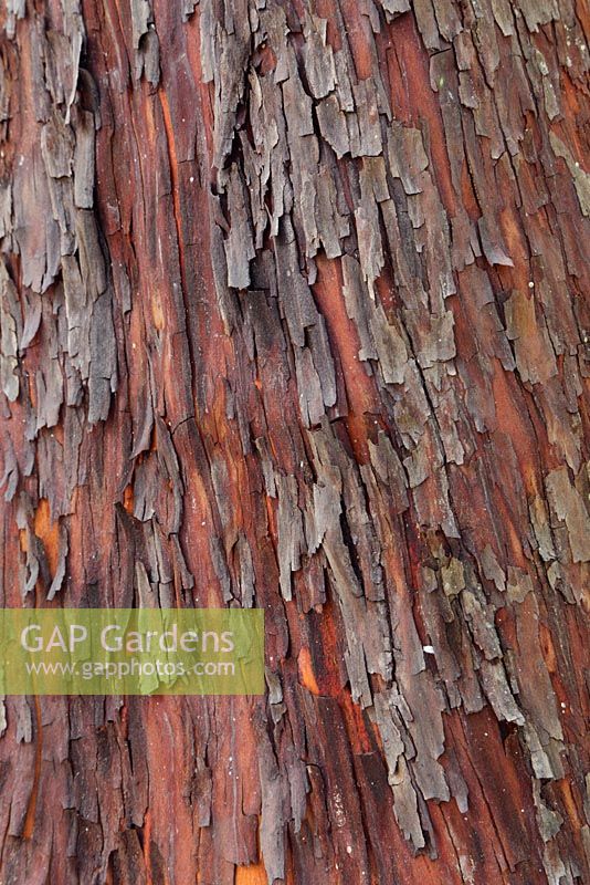 Arbuts unedo - closeup of tree bark