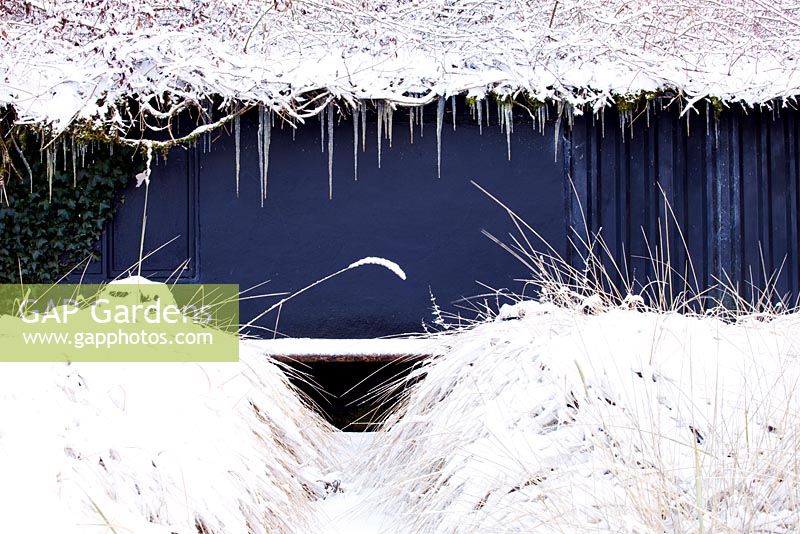 Snow covered bed of Leymus arenarius - Lyme Grass. Icicles on roof edge. Veddw House Garden, December. 