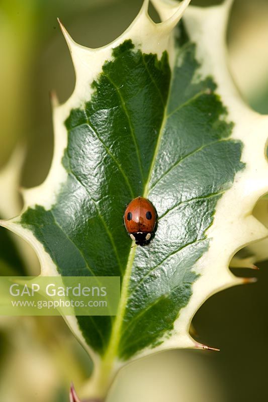 Adalia 2-punctata - Ladybird on Ilex - Holly leaf