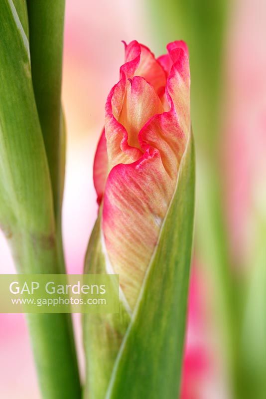 Gladiolus 'Priscilla' - Sword Lily, September
