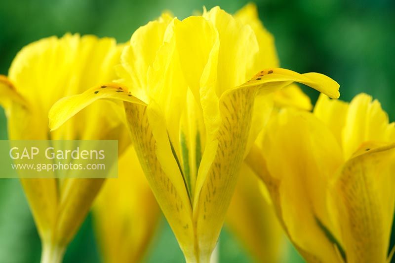 Iris danfordiae, February