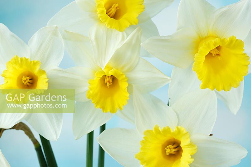 Narcissus 'Spring Dawn' - Daffodil Div 2 Large-cupped, March