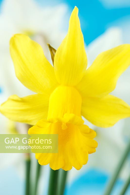 Narcissus 'Tweety Bird'  - Daffodil  Div 6, Cyclamineus, March