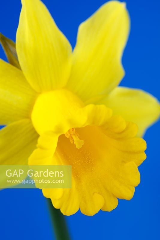 Narcissus 'Tweety Bird' - Daffodil Div 6, Cyclamineus, March
