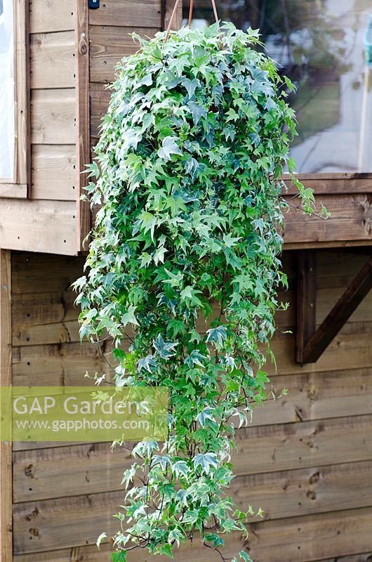 Variegated Hedera - Ivy growing in a hanging basket