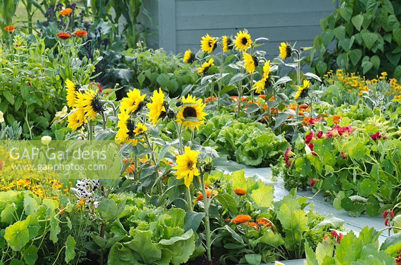 Vegetable garden with beds of Tropaeolum - Nasturtium, Tagetes - Marigolds, Lactuca - Lettuce, Vicia faba - Broad Beans, and Helianthus - Sunflowers
