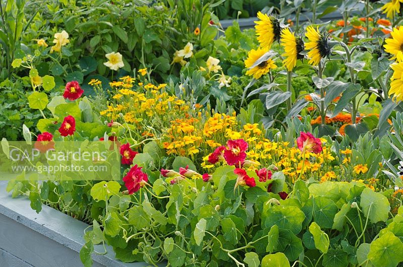 Vegetable garden with beds of Tropaeolum - Nasturtium, Tagetes - Marigolds, and Helianthus - Sunflowers in a raised bed
