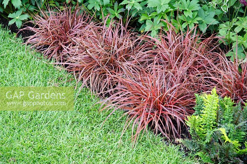 Uncinia 'Everflame' edging a border - Heart Healthy Garden, sponsored by Flora pro.activ - BBC Gardeners' World Live 2011