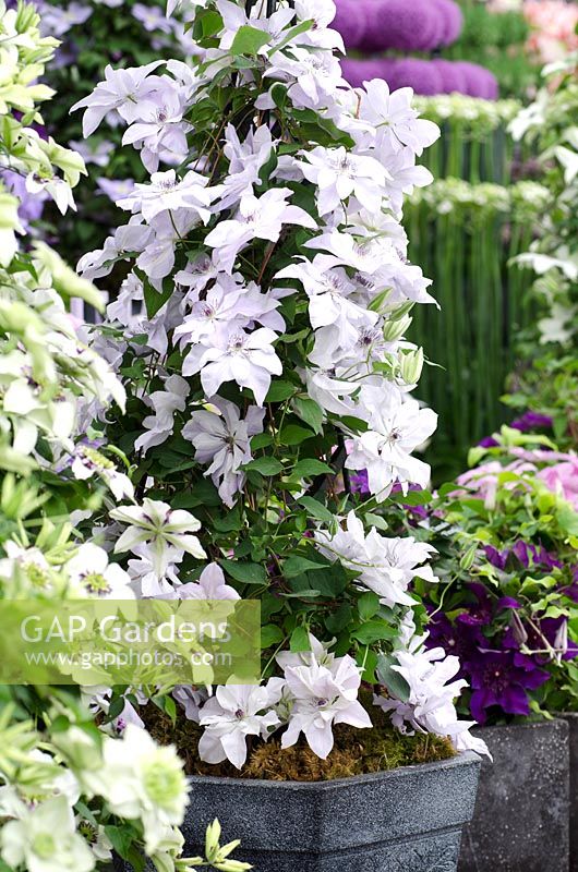 Clematis 'Reflections'