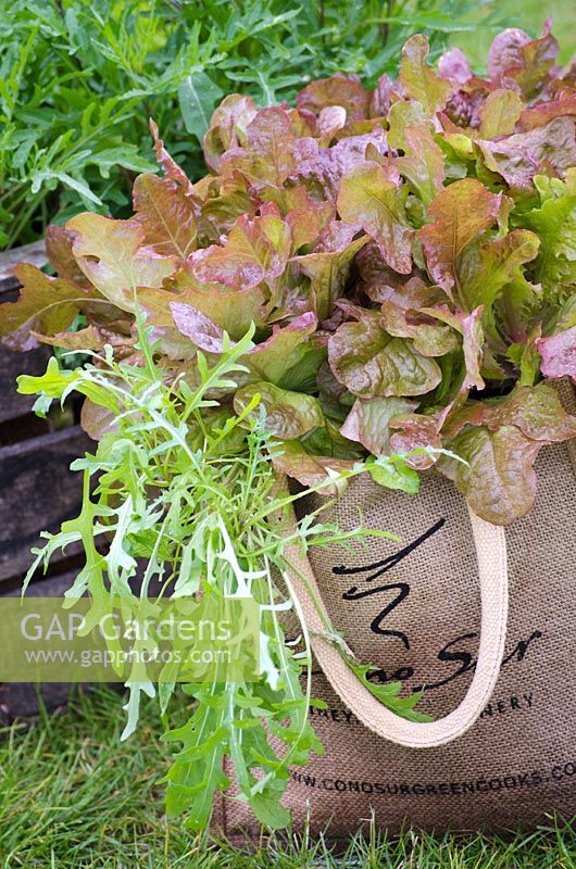 Salad leaves growing in a canvas bag