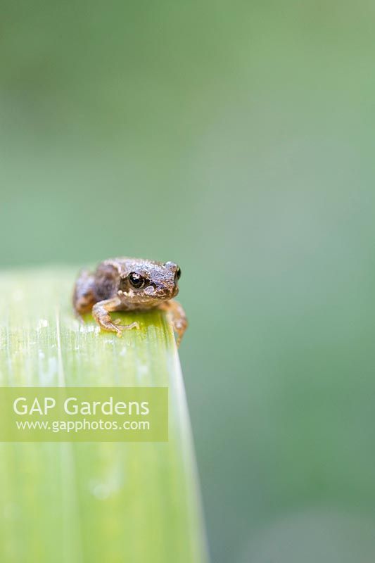 Rana Temporara - Common garden Froglet on a flag Iris leaf
