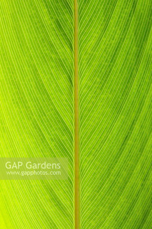 Thalia geniculata - Fire-flag, Arrowroot leaf pattern