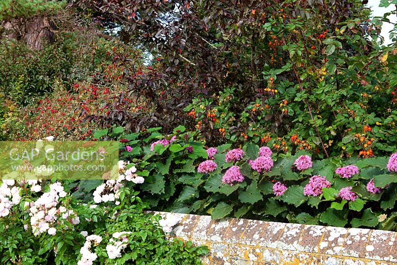 Planting by wall of Eupatorium, and Rosa - Rose with hips