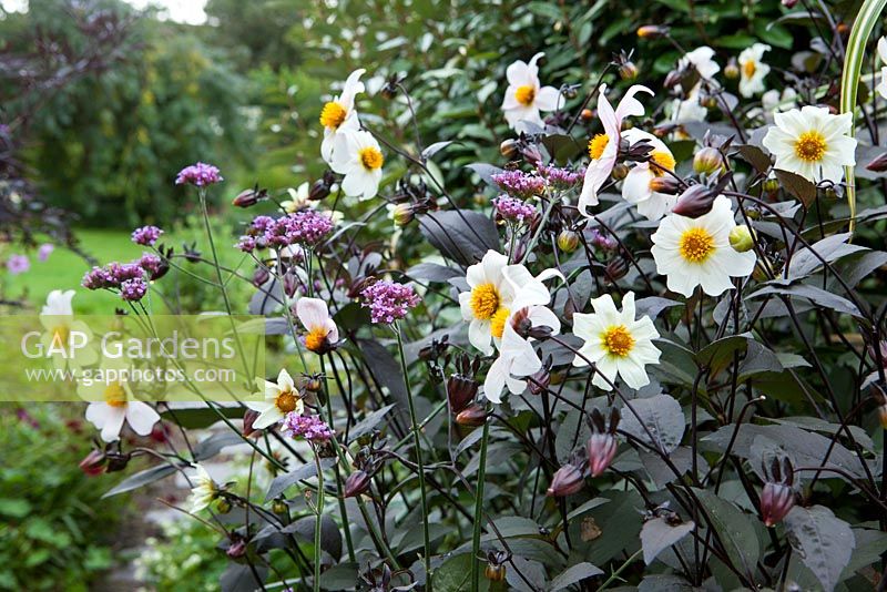 Dahlia 'Twynings After Eight' with Verbena bonariensis - Derry Watkins Garden at Special Plants, Bath, UK

